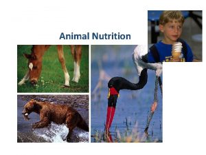 Animal Nutrition What do animal need to live