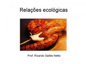 Relaes ecolgicas Prof Ricardo Salles Netto As relaes