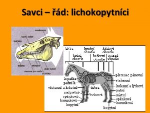 Savci d lichokopytnci Lichokopytnci jsou velmi znmm dem