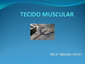 TECIDO MUSCULAR PROF RIBEIRO FILHO TECIDO MUSCULAR ESTRIADO