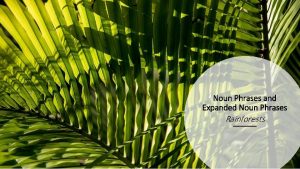 Noun Phrases and Expanded Noun Phrases Rainforests Nouns