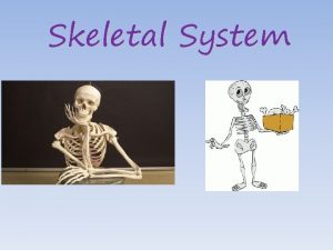 Skeletal System The Skeletal System Your skeleton is