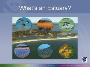 Whats an Estuary What is an estuary An