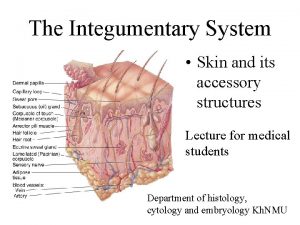 The Integumentary System Skin and its accessory structures
