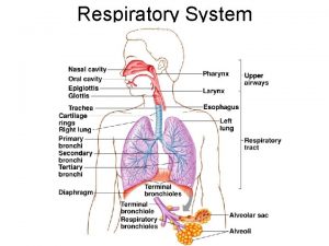 Respiratory System Respiratory System Organization Upper respiratory tract Respiratory System Respiratory System Organization Upper respiratory tract