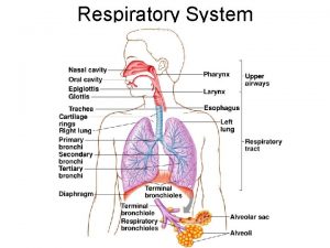 Respiratory System Respiratory System Organization Upper respiratory tract