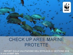 CHECK UP AREE MARINE PROTETTE REPORT SULLA VALUTAZIONE