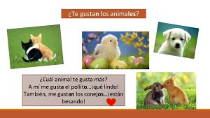 Te gustan los animales Cul animal te gusta