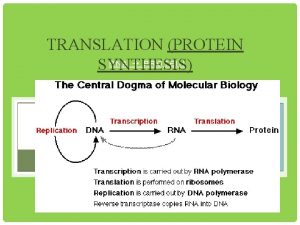 TRANSLATION PROTEIN RNA PROTEIN SYNTHESIS MAKING A PROTEIN
