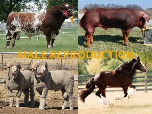 MALE REPRODUCTION Male Reproduction Function Produce and deliver
