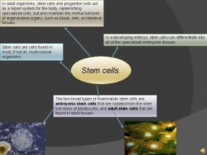 In adult organisms stem cells and progenitor cells
