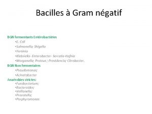 Bacilles Gram ngatif BGN fermentants Entrobactries E Coli