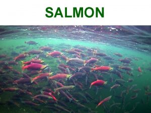 SALMON Salmonidae Coho Salmon Oncorhynchus kisutch Cold water