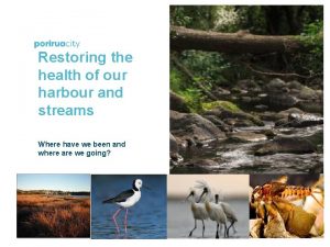 Restoring the health of our harbour and streams