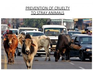 PREVENTION OF CRUELTY TO STRAY ANIMALS OVERVIEW Definition