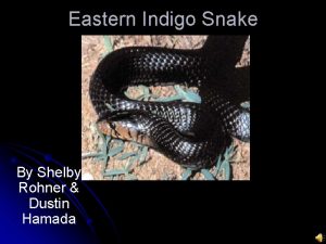 Eastern Indigo Snake By Shelby Rohner Dustin Hamada