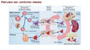 PERCURSO DOS LINFCITOS VIRGENS PERCURSO DOS LINFCITOS ACTIVADOS