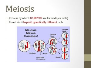 Meiosis Process by which GAMETES are formed sex