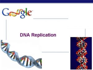 DNA Replication 2007 2008 Copying DNA Replication of