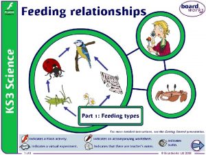 Feeding relationships 1 of 8 Boardworks Ltd 2008