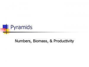 Pyramids Numbers Biomass Productivity Pyramid of Numbers n