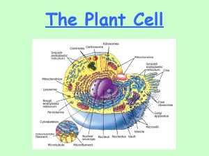 The Plant Cell A Plant Cell Contains Nucleus