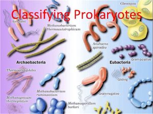 Classifying Prokaryotes Prokaryotes are microscopic with no nucleus