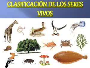 CLASIFICACIN DE LOS SERES VIVOS Reino animal Caractersticas