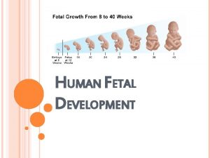 HUMAN FETAL DEVELOPMENT 1 FERTILIZATION Fertilized eggZygote Occurs