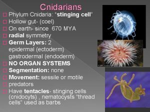 Cnidarians Phylum Cnidaria stinging cell Hollow gut coel