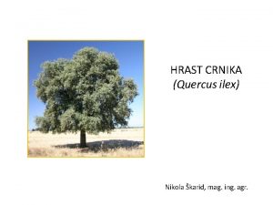 HRAST CRNIKA Quercus ilex Nikola karid mag ing