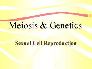 Meiosis Genetics Sexual Cell Reproduction Genetics The Study