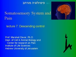 08 9 Somatosensory System and Pain lecture 7