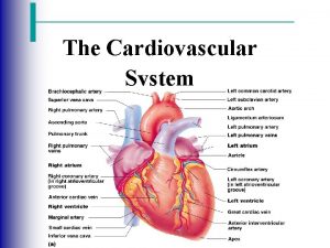 The Cardiovascular System The Cardiovascular System A closed