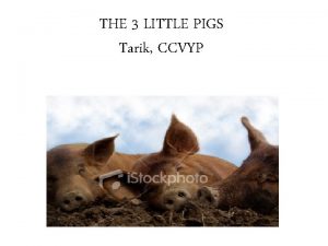 THE 3 LITTLE PIGS Tarik CCVYP Once upon
