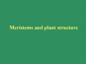 Meristems and plant structure The plant body Apical