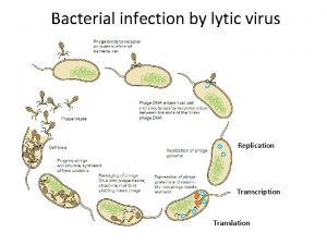 Bacterial infection by lytic virus Replication Transcription Translation