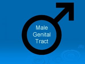Male Genital Tract Color Code page 491 Testes