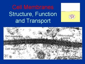 Cell Membranes Structure Function and Transport Cell Membranes