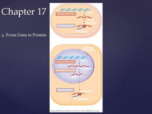 Chapter 17 DNA TRANSCRIPTION m RNA Ribosome TRANSLATION