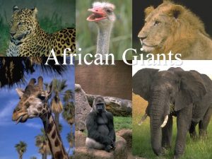 African Giants The Lion The African lion is
