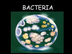 BACTERIA BACTERIA Domain Bacteria Kingdom Eubacteria true Domain
