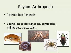 Phylum Arthropoda jointed foot animals Examples spiders insects