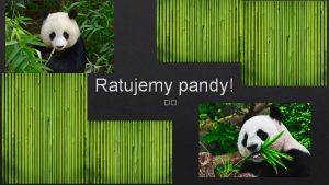 Ratujemy pandy Dlaczego pandy Kady pewnie wie e