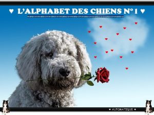 LALPHABET DES CHIENS N 1 AUTOMATIQUE Affenpinscher originaire