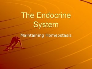 The Endocrine System Maintaining Homeostasis The Endocrine System