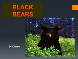 BLACK BEARS By Chase The black bear A