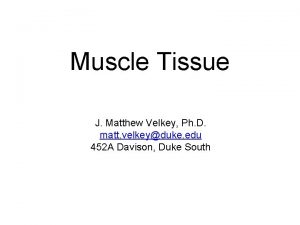 Muscle Tissue J Matthew Velkey Ph D matt