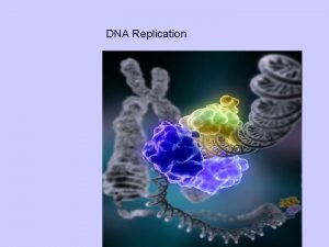 DNA Replication Complementary Base Pairing SemiConservative Replication Topoisomerase