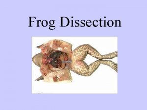 Frog Dissection FROG LATIN meaning ANIMALIA KINGDOM PHYLUM